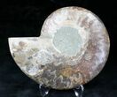 Cut Ammonite Fossil (Half) - Agatized #20239-1